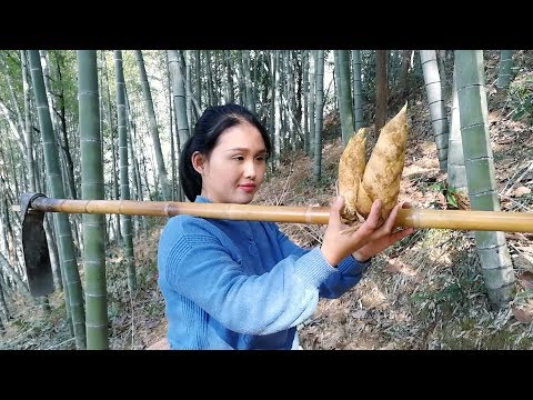 竹林挖一颗冬笋,做一盘美美的冬笋汤,鲜味十足